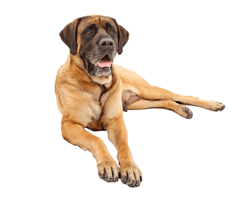 English Mastiff Indoor 1